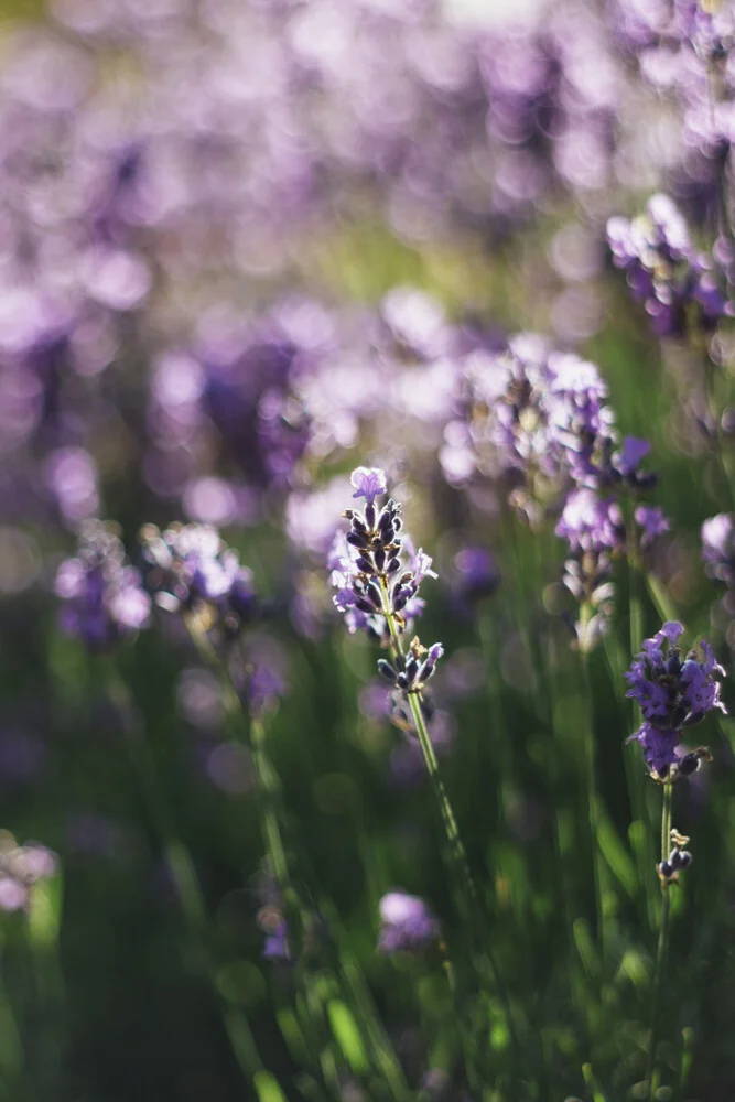 Duftender Lavendel in der Sommersonne - fotokunst von Nadja Jacke