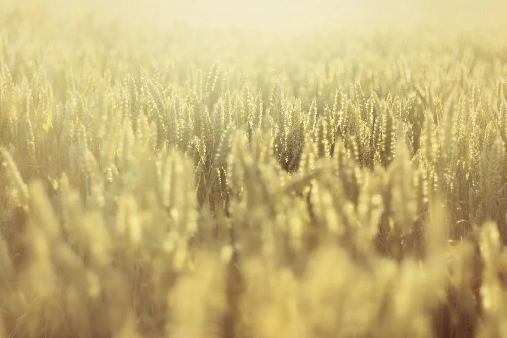 Getreidefeld in der Sommersonne - fotokunst von Nadja Jacke