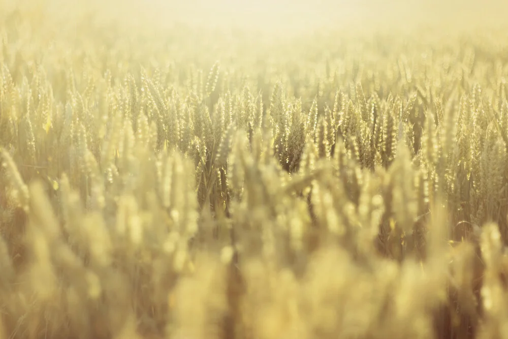 Cornfield in the summer sun - Fineart photography by Nadja Jacke