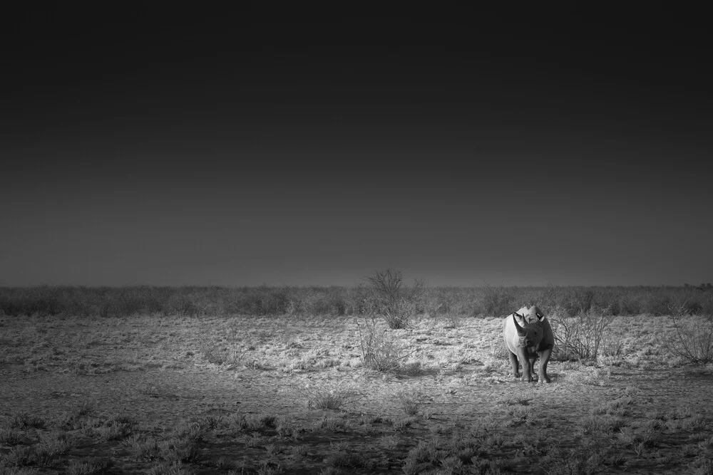 Lone rhino - fotokunst von Tillmann Konrad