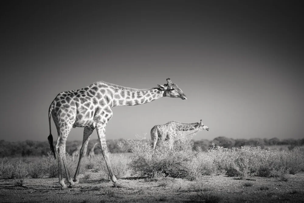 Hiding giraffes - fotokunst von Tillmann Konrad