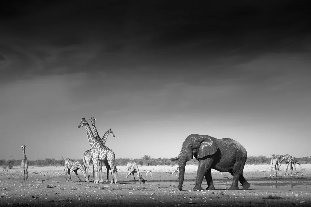 Waterhole - Fineart photography by Tillmann Konrad