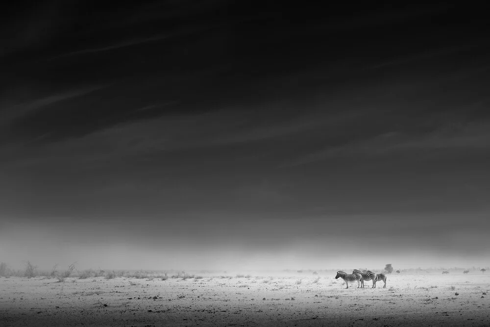 Zebras - fotokunst von Tillmann Konrad
