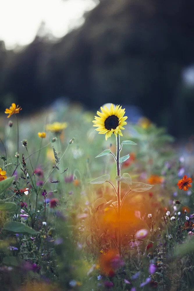 Sommerblumen am Straßenrand - fotokunst von Nadja Jacke