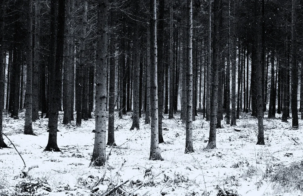 #forest(3) - Fineart photography by Andreas Odersky
