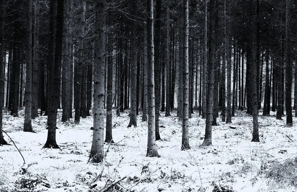 #wald(3) - fotokunst von Andreas Odersky