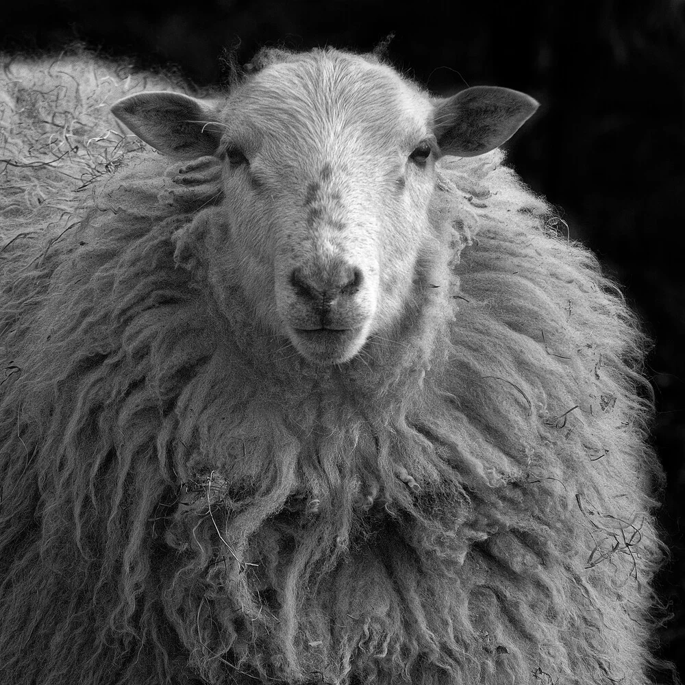 Das Schaf - fotokunst von Andreas Odersky
