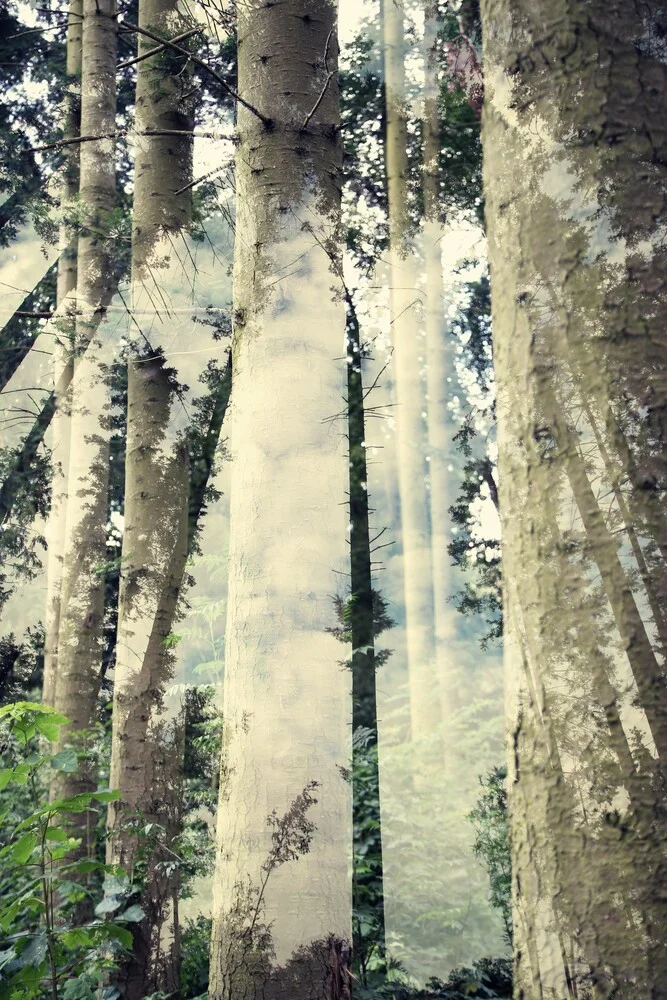 Waldimpressionen - fotokunst von Rolf Bökemeier