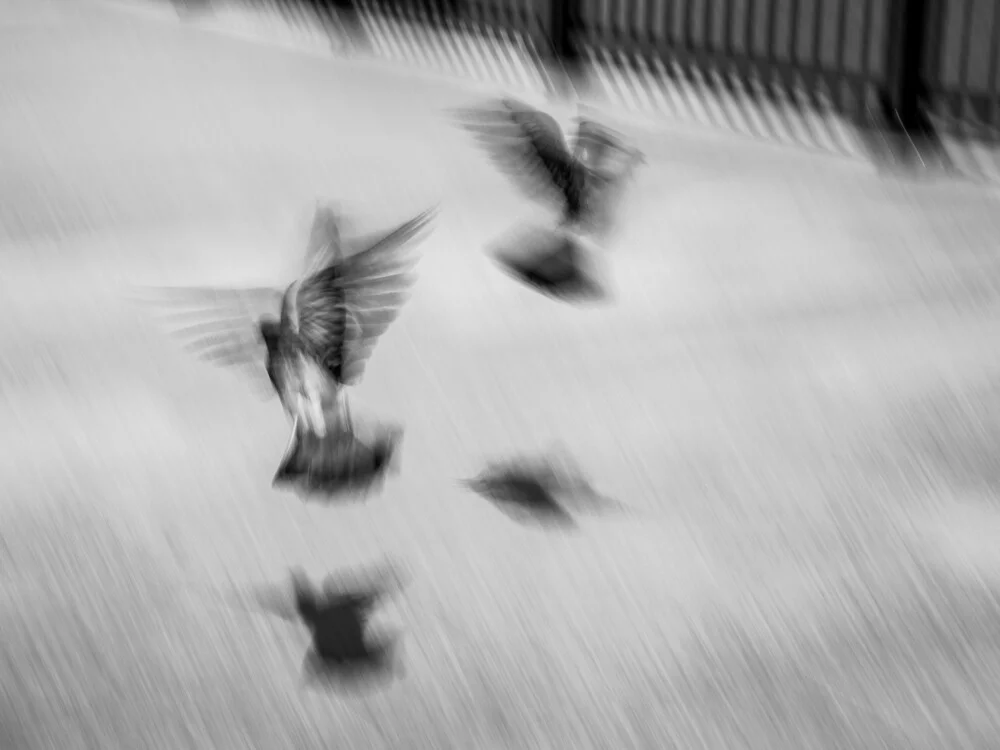 Dove 1 - fotokunst von Jörg Faißt