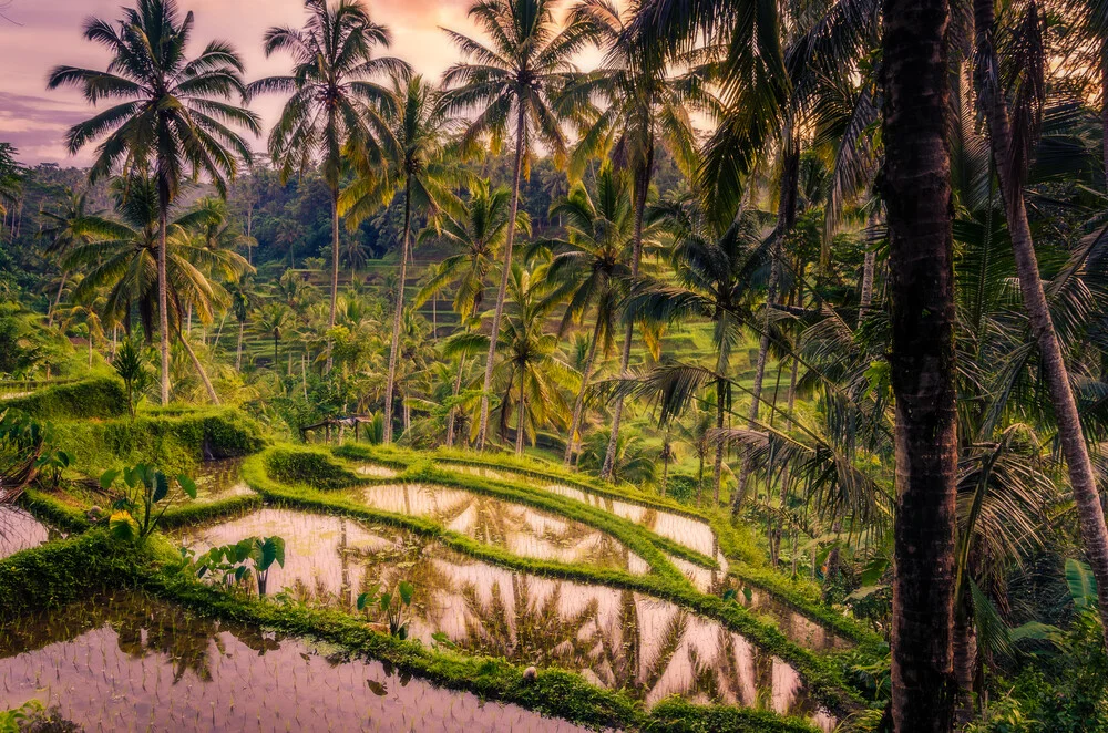 Tegalalang Rice Terraces - fotokunst von Christian Seidenberg