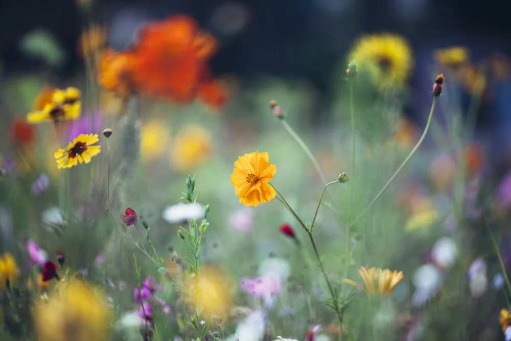 Colorful meadows with summer flowers - Fineart photography by Nadja Jacke