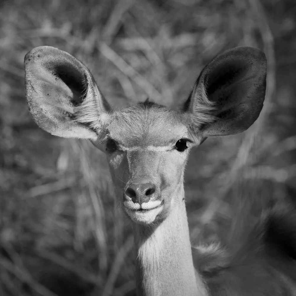 Kudu Antilope Südafrika - fotokunst von Dennis Wehrmann