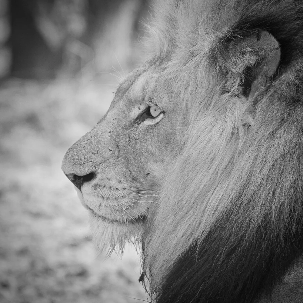 Lion male Krüger National Park South Africa - fotokunst von Dennis Wehrmann