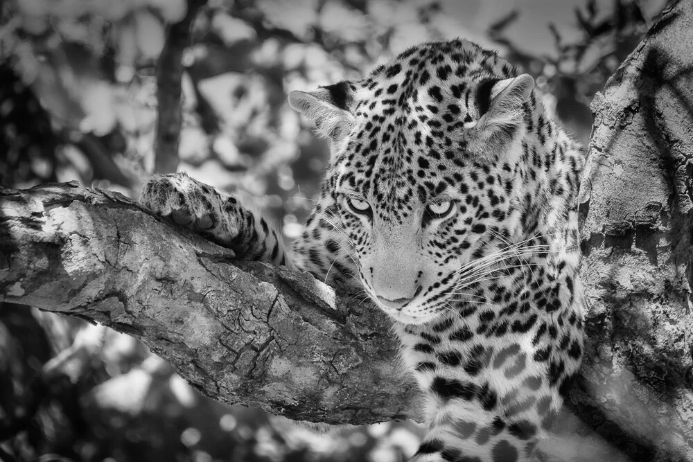 Leopard im Chobe National Park, Botswana - fotokunst von Dennis Wehrmann