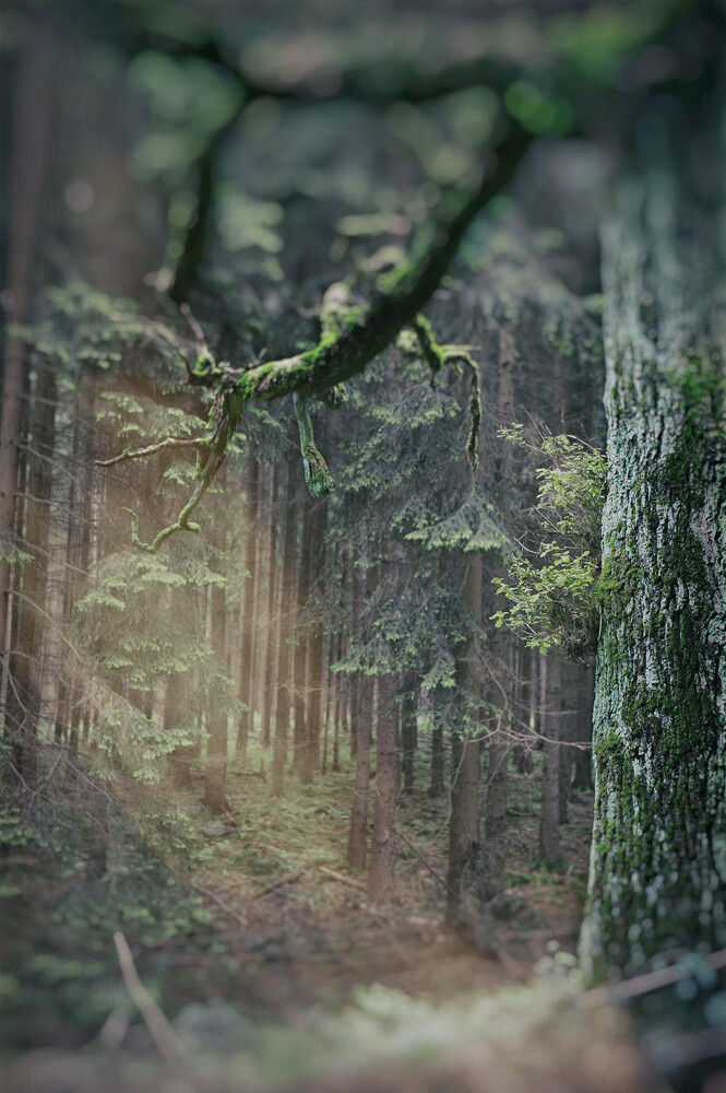 Tree - Fineart photography by Andreas Odersky