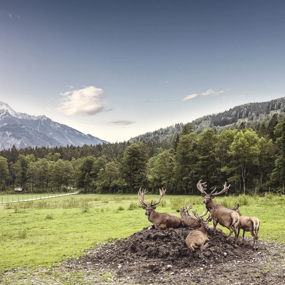 herd of red deer in the mountains - Fineart photography by Markus Schieder