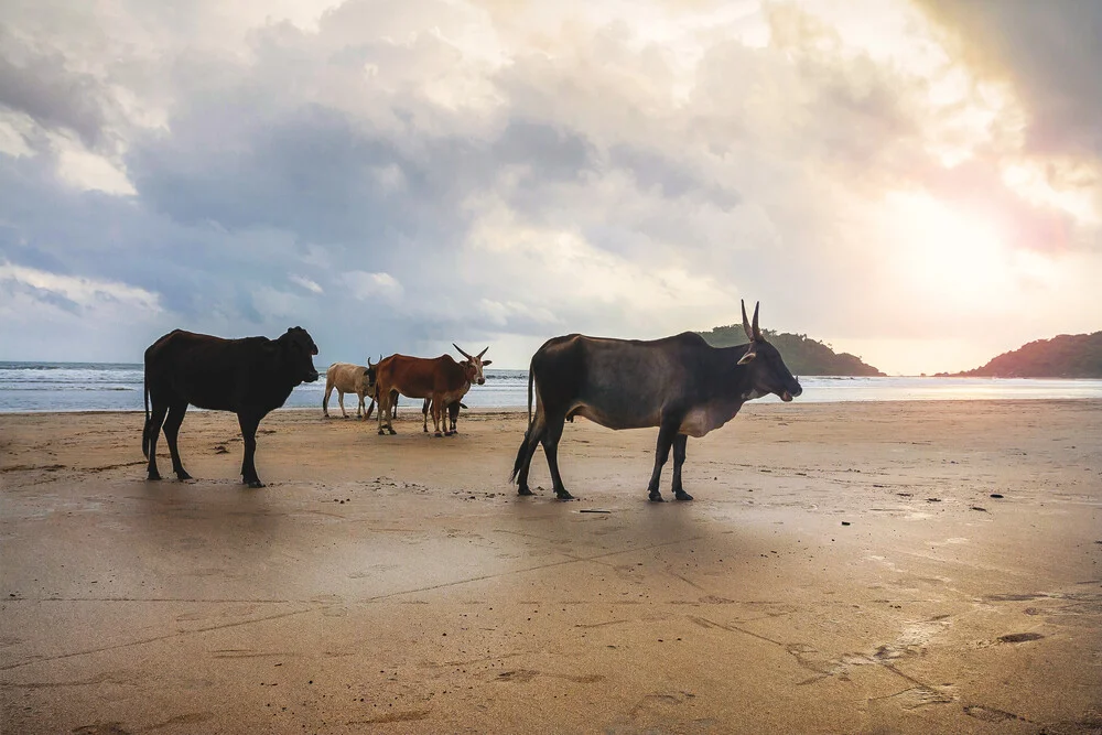 Magnificent herd of sacred cattle at the beach - fotokunst von Markus Schieder