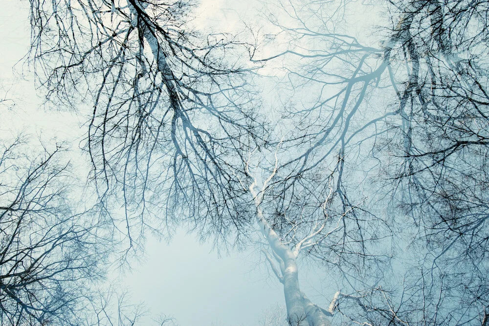 Baumkronen und winterlicher blauer Himmel - fotokunst von Nadja Jacke