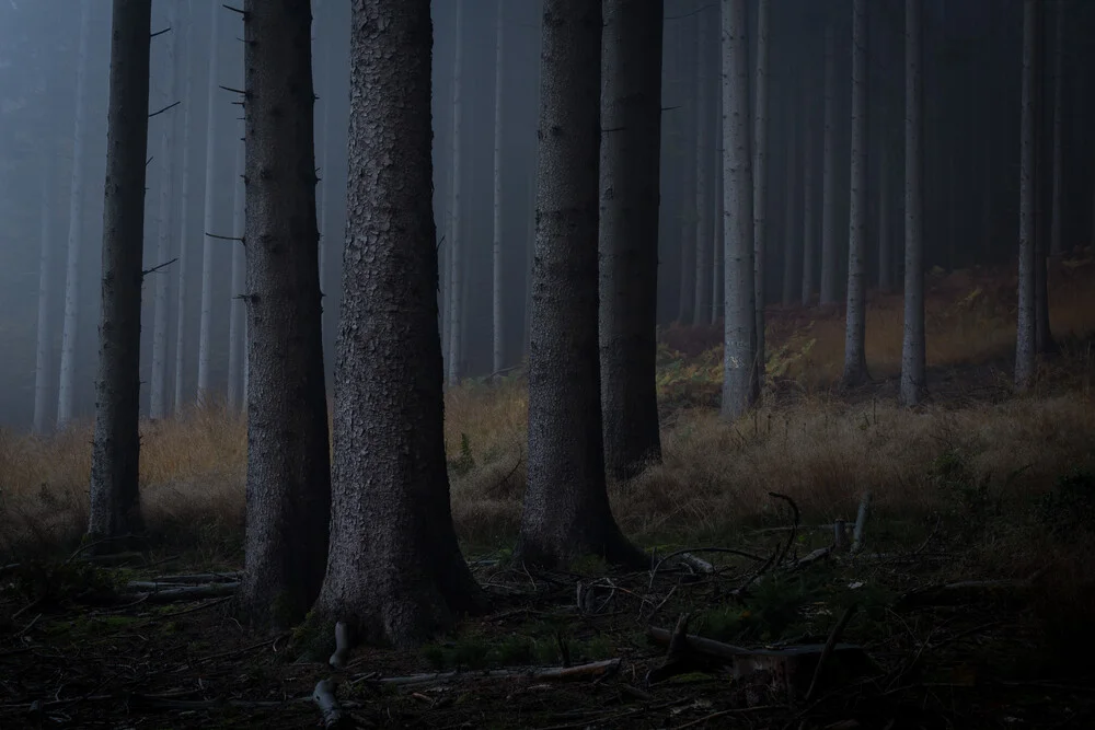 WALD - fotokunst von Roman Becker