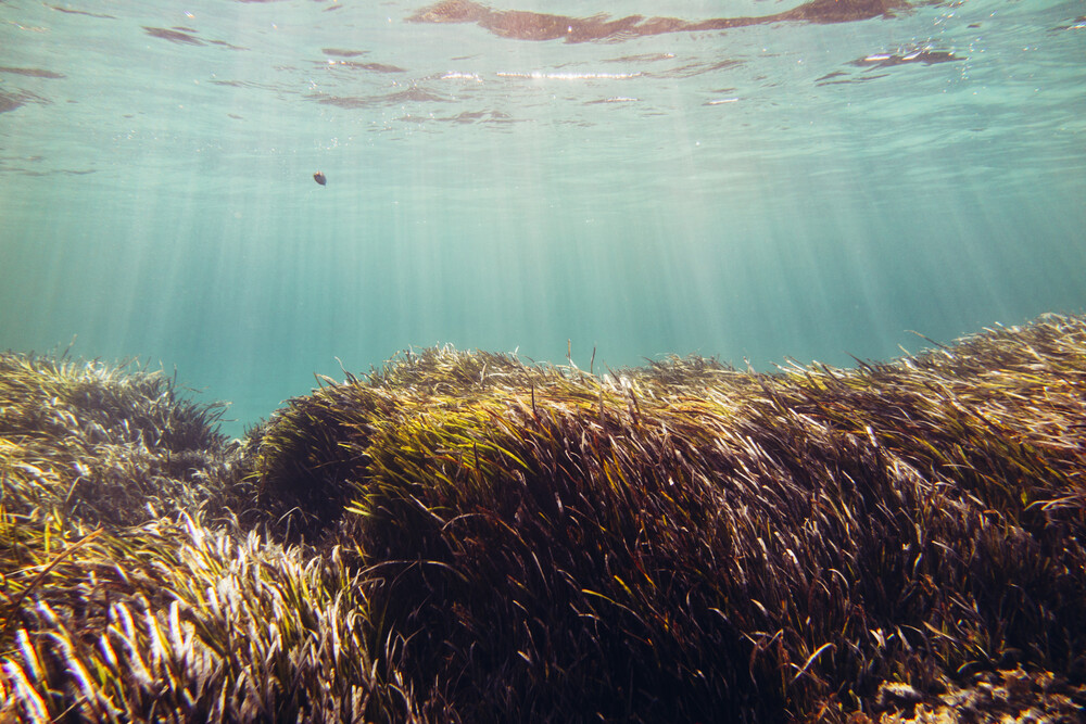 Unterwasser Graslandschaft bei Formentera - fotokunst von Nadja Jacke