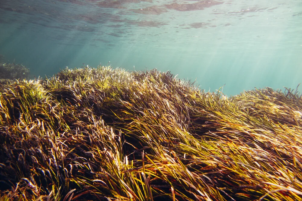 Unterwasser-Landschaft im Sonnenlicht - fotokunst von Nadja Jacke