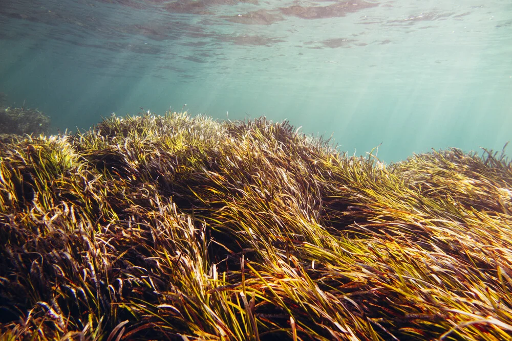 Underwater landscape in sunlight - Fineart photography by Nadja Jacke