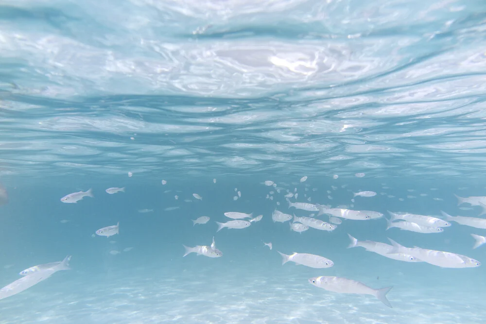 Fishes in the Meditteranean - Fineart photography by Nadja Jacke