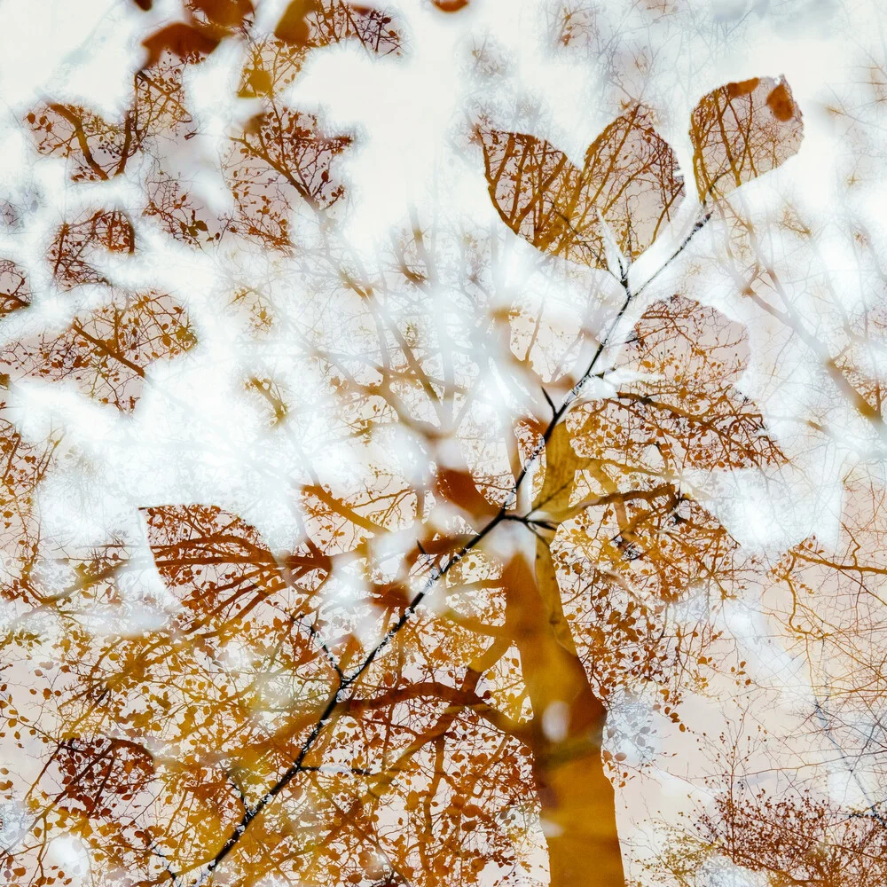 Herbstlicher Wald - fotokunst von Nadja Jacke