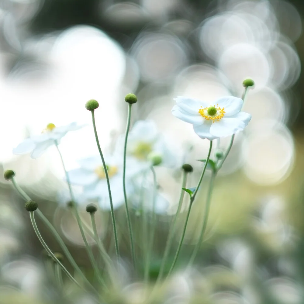 Herbstlicht - fotokunst von Torsten Kupke