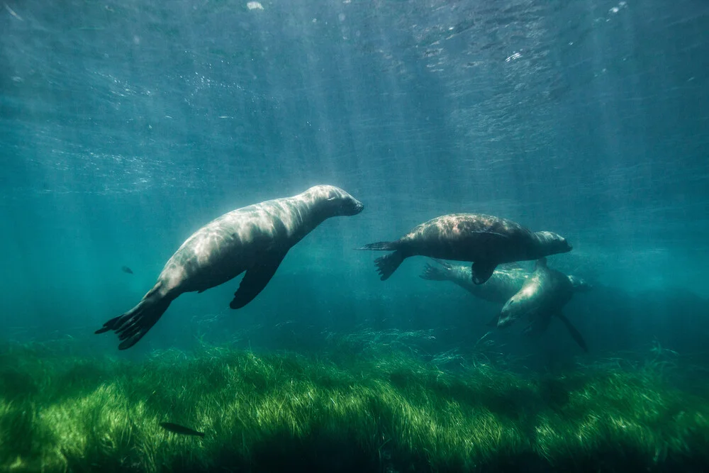 Sea lions playing - Fineart photography by Christian Göran