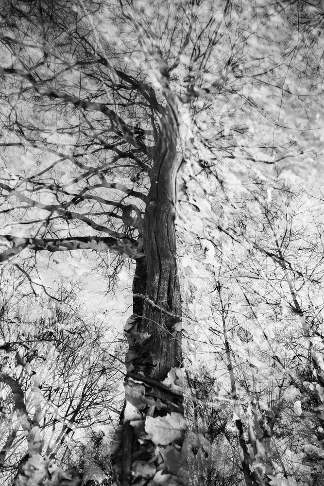 Der Baum - fotokunst von Rolf Bökemeier