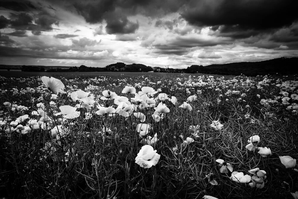 Mohnblumenfeld - fotokunst von Oliver Henze