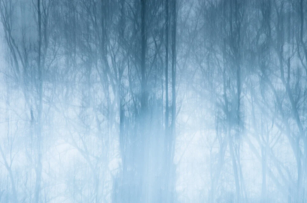 Nebelwald - Fineart photography by Gregor Ingenhoven