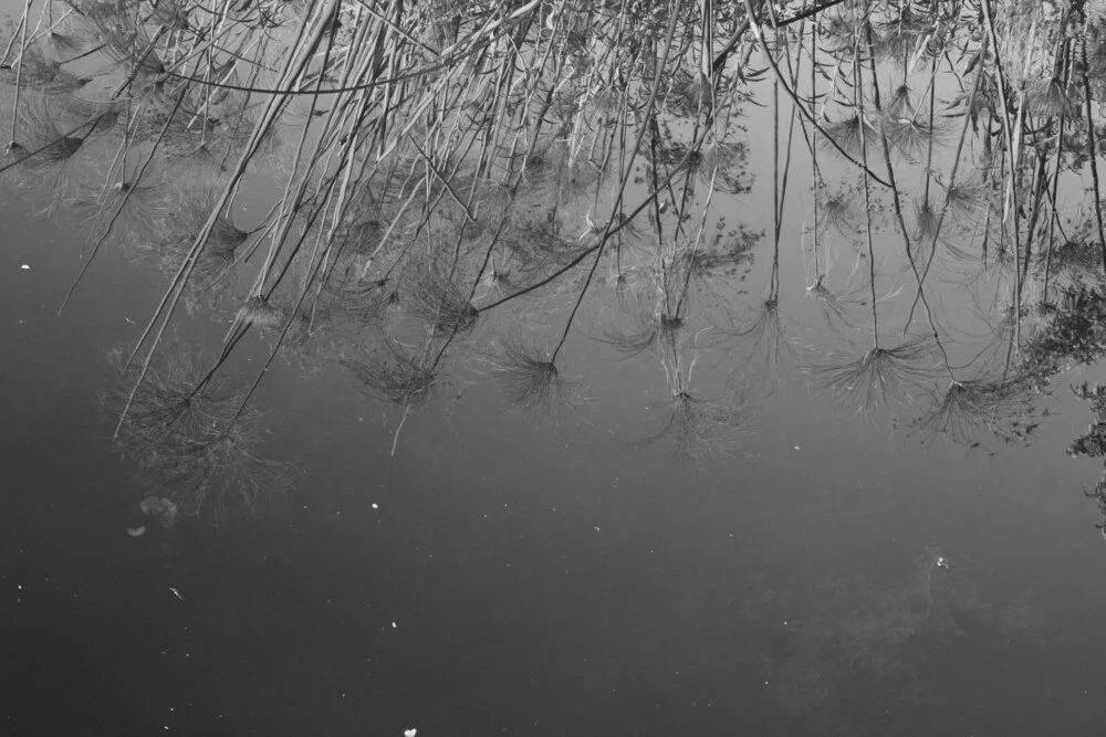 Papyrus - Fineart photography by Bernd Pfleger