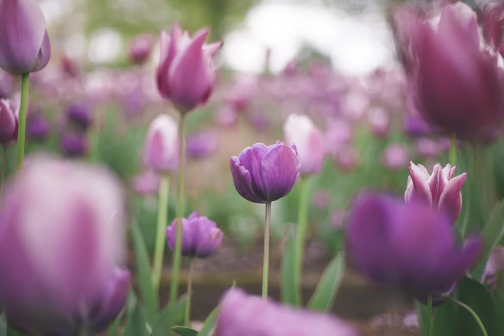 Tulpenkleckse - fotokunst von Nadja Jacke