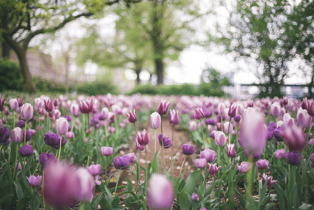 Tulpenwiese - fotokunst von Nadja Jacke