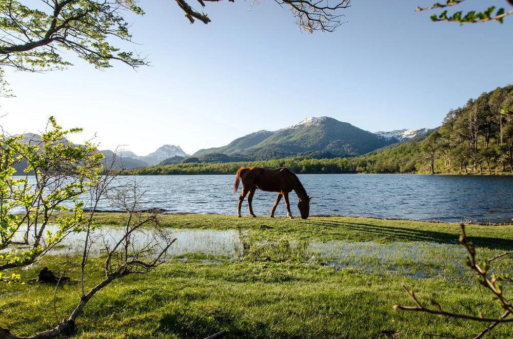 Patagonia - Horse - fotokunst von Marco Entchev