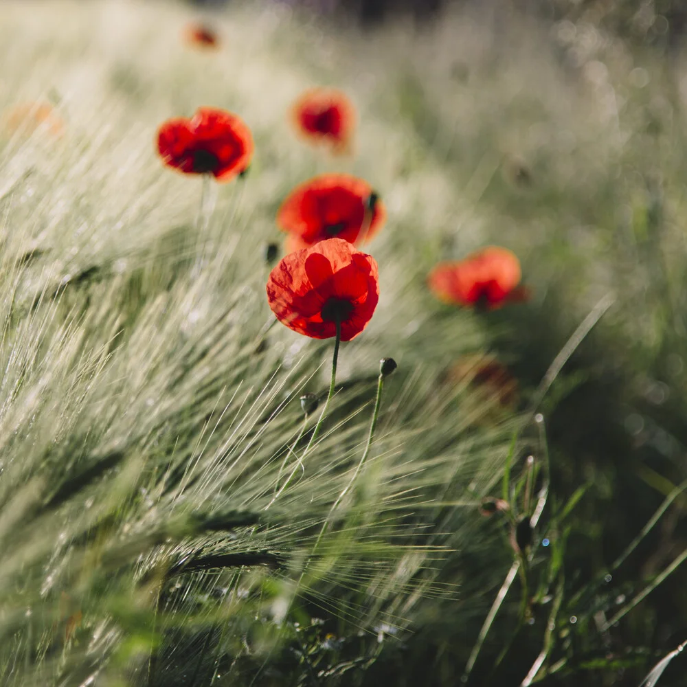 Mohnblumen im Sonnenlicht - fotokunst von Nadja Jacke