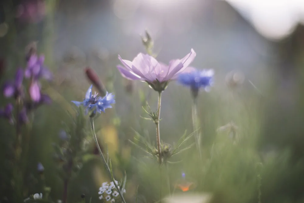 Sommerblumen im Sommer Sonnenlicht - fotokunst von Nadja Jacke