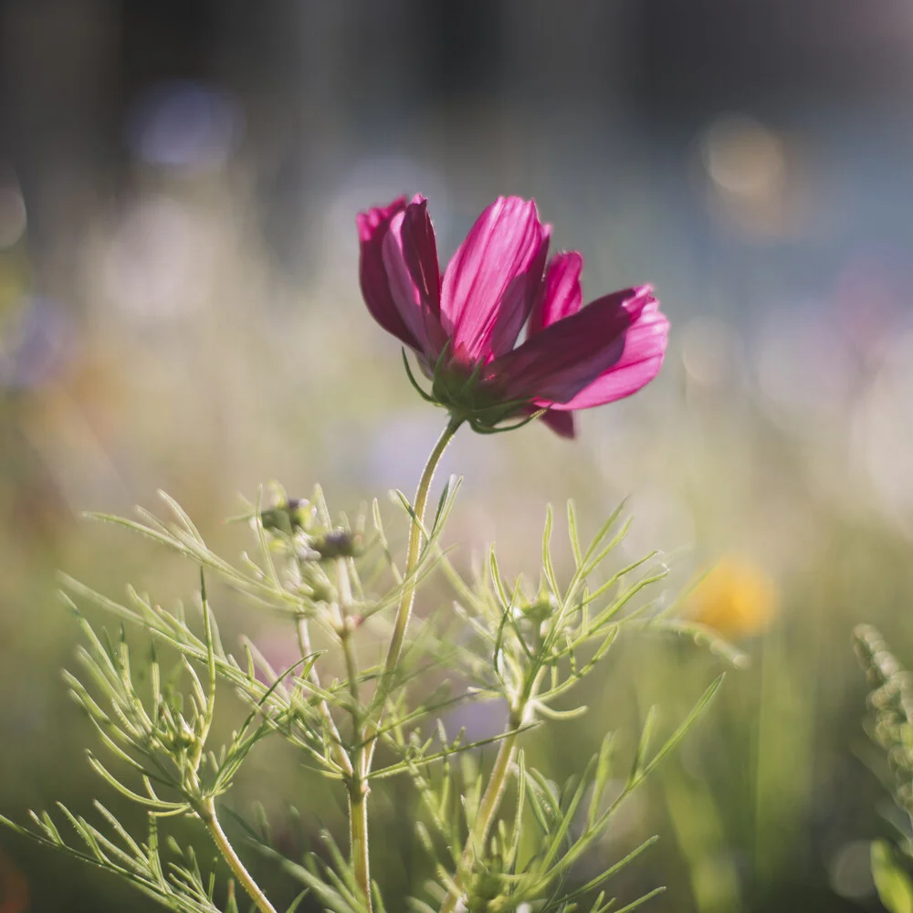 Schmuckkörbchen leuchtend in der Sommersonne - fotokunst von Nadja Jacke