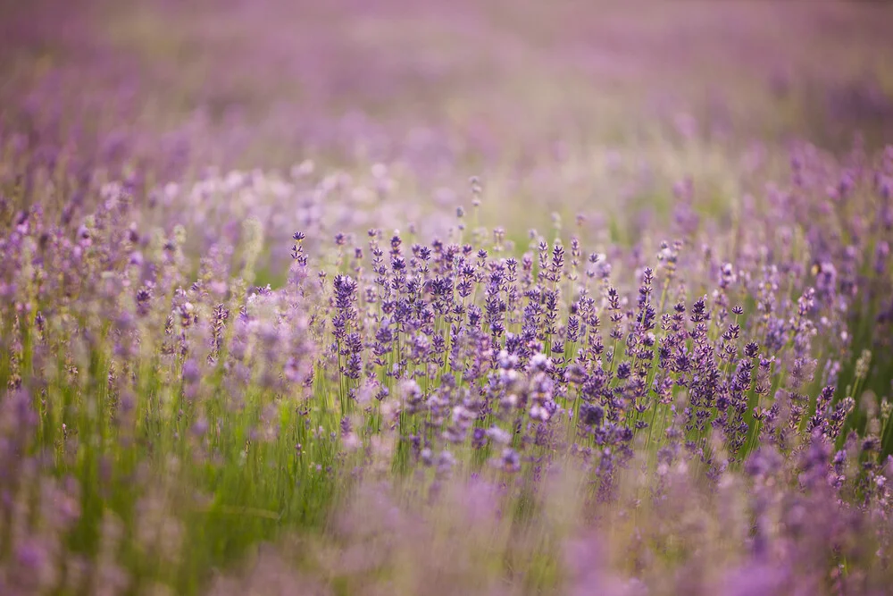 Blühendes Lavendelfeld - fotokunst von Nadja Jacke