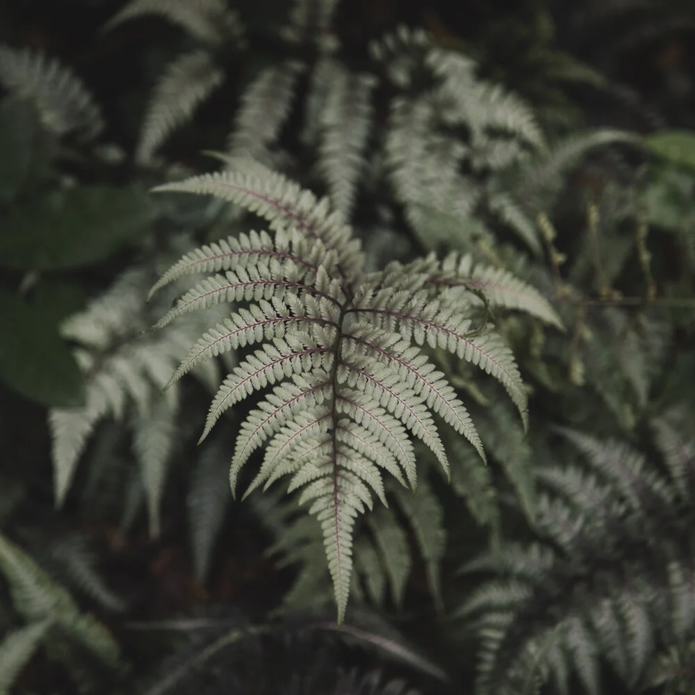 Summer rainbow fern - Fineart photography by Nadja Jacke