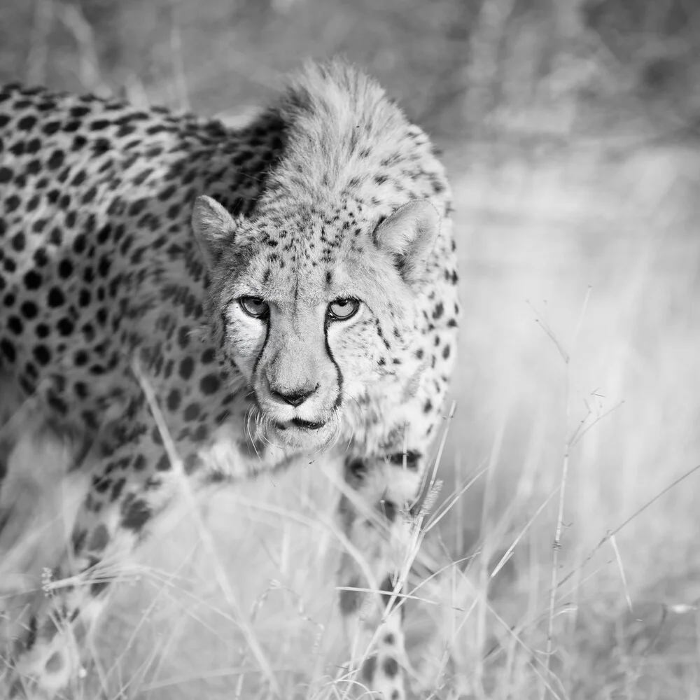 cheetah namibia, gepard namibia - fotokunst von Dennis Wehrmann