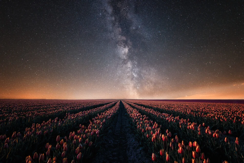 milky way over a field of tulips - Fineart photography by Oliver Henze