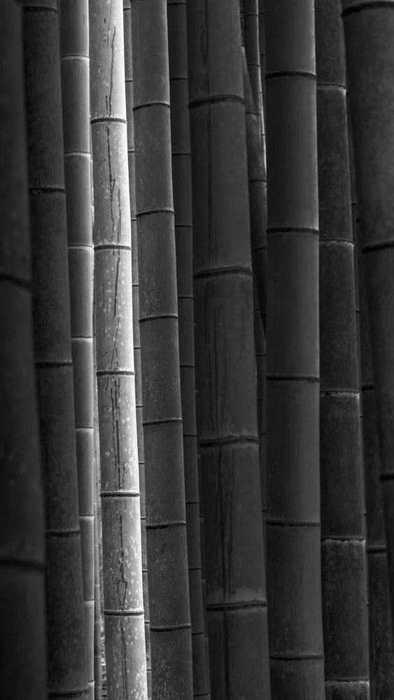 Mōsō - Study 2 - Japan - Fineart photography by Ronny Behnert