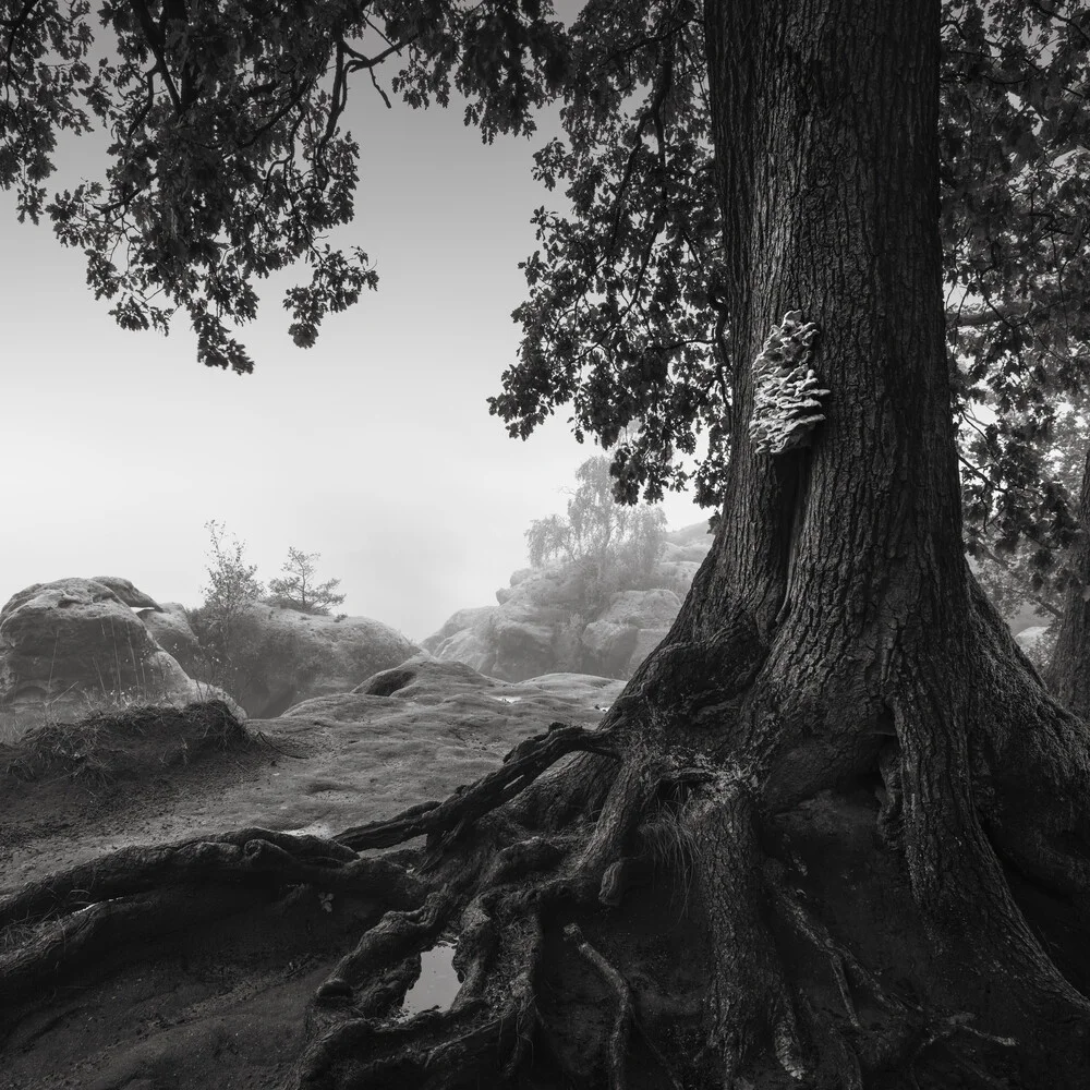 Alte Eiche - Sächsische Schweiz - fotokunst von Ronny Behnert