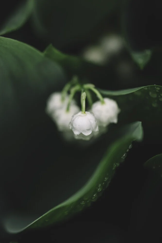 Blooming lily of the Valley - Fineart photography by Nadja Jacke