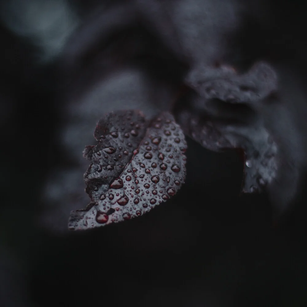 Laub der Zierkirsche im Regen mit Wassertropfen - fotokunst von Nadja Jacke