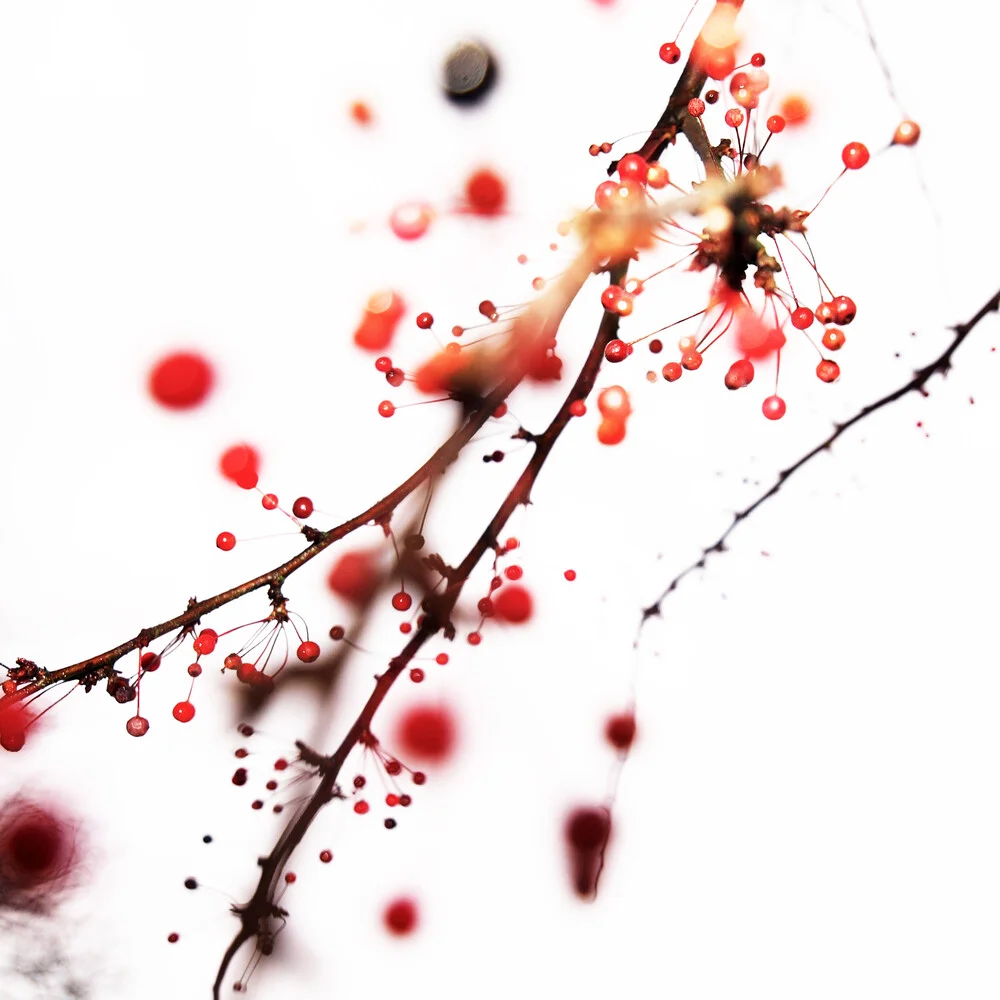 red berry - fotokunst von Kay Block