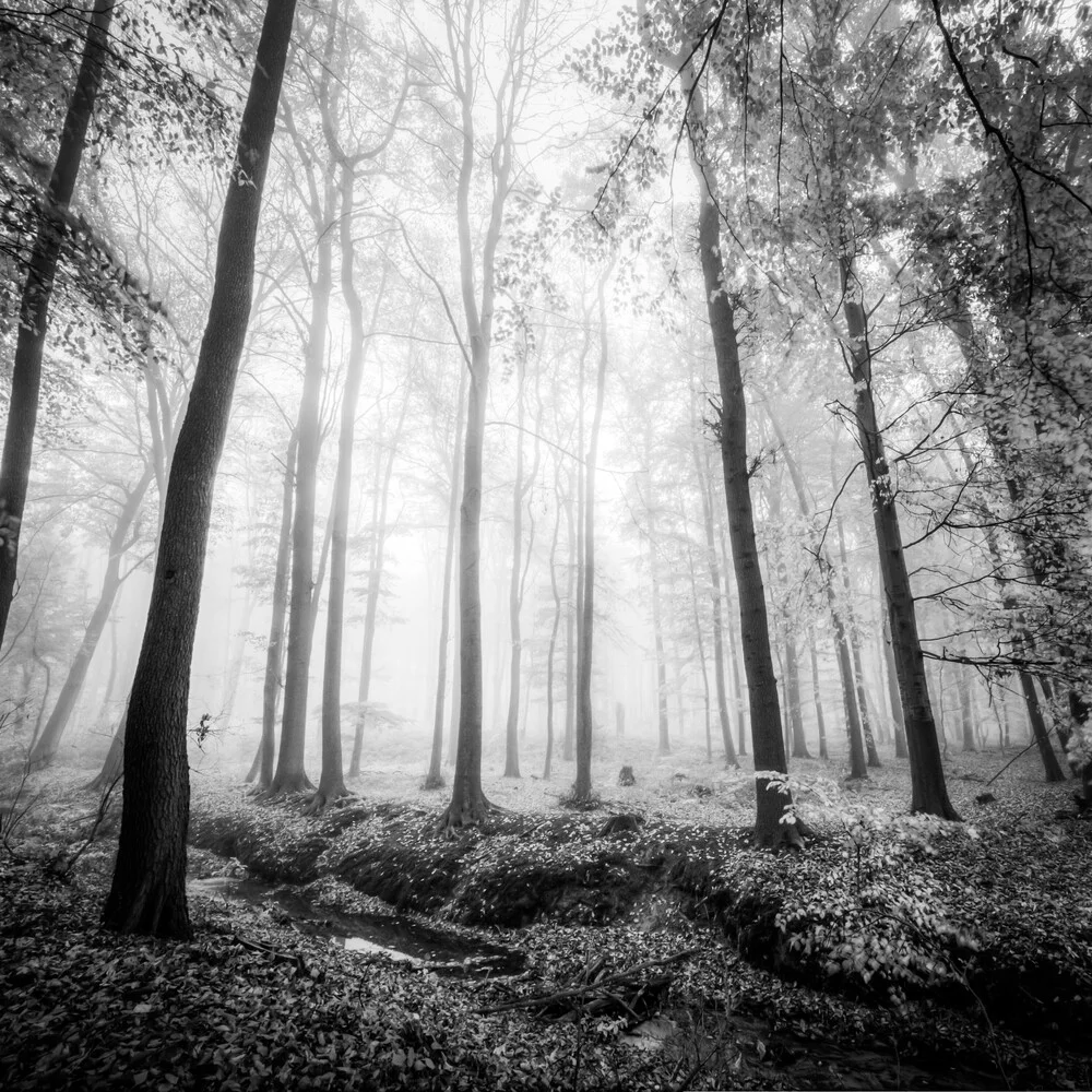 FRANKFURT FOREST - fotokunst von Christian Janik